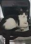 Loki (13)